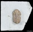 Kainops Raymondi Trilobite - Oklahoma #3129-2